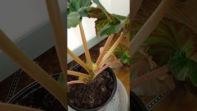 Клубневая бегония из семян || Моя ошибка смотреть онлайн