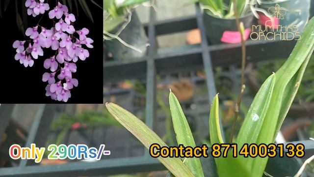 Ionopsis Special Offer/ Blooming Stage Plant/ Orchid Special Offer/ Oncidium Tulumnia Ionopsis