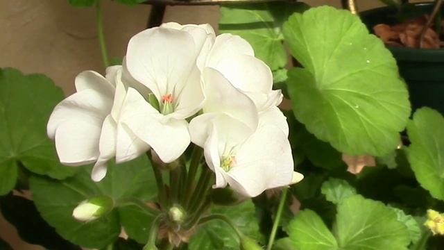 Герань расцветает. Герань от бутонов до цветения. смотреть онлайн