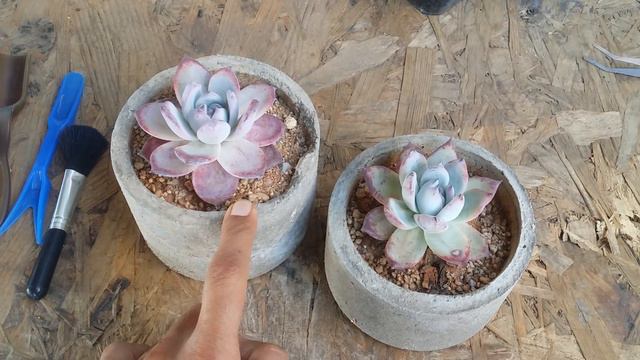 || ECHEVERIA COLORATA E.WALTHER || CARE TIPS || смотреть онлайн