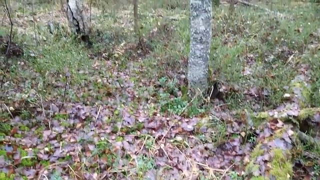 Грибы поздней осенью. Тихая охота 31 октября 2020 г., Грибы в Ленинградской области 2020 смотреть онлайн