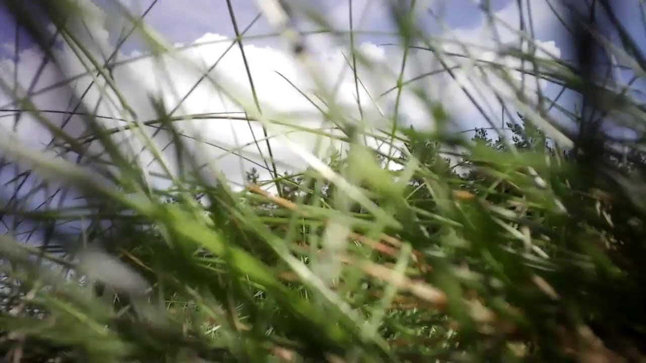 MOVI0004.mov смотреть онлайн