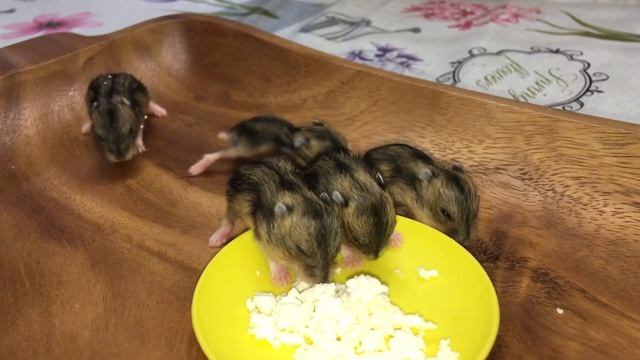 Little funny hamsters eat cottage cheese смотреть онлайн