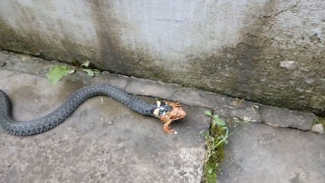 Уж ест Лягушку!Афигеть,смотреть всем!!! смотреть онлайн