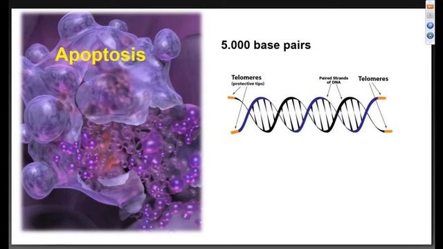 Наука.Теломеры и отмирание клеток смотреть онлайн