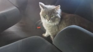 Как снять потолок на VW Пассат Б5