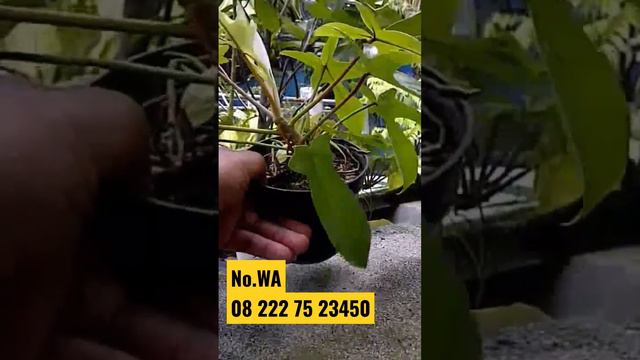 Philodendron Florida Ghost смотреть онлайн