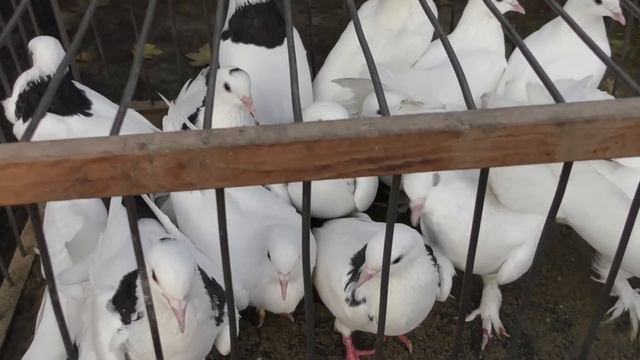 25.10.20. Птичий рынок г. Кропоткин-ч1.10/25/20. Bird market in Kropotkin-ch1 смотреть онлайн