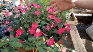 БАЛЬЗАМИН КРАСИВЫЙ ЦВЕТОК ДЛЯ ВАШЕГО САДА Бальзамин из семян??