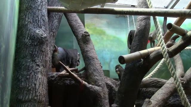 Hamadryas in the Moscow Zoo / Гамадрилы в Московском Зоопарке смотреть онлайн