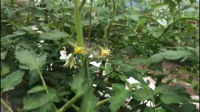 Томат Пинк Парадайз на подвое 3 смотреть онлайн