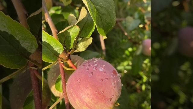 2018 - день рождения мужа смотреть онлайн