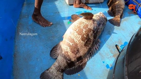 GROUPER FISH, KING FISH & HORSE MACKEREL FISH CAUGHT IN SEA