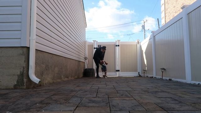 DAY IN THE LIFE | Cavalier King Charles Spaniel смотреть онлайн