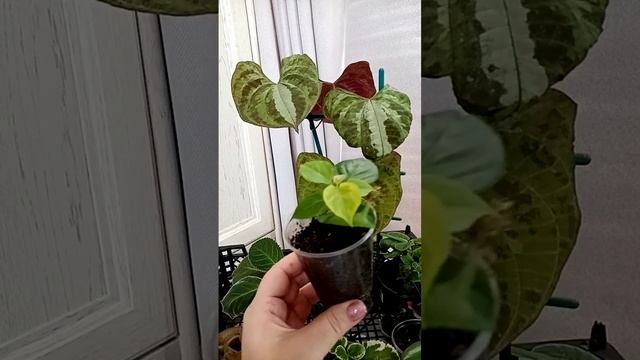 Продажа растений 05.11.23 г. , ЧАСТЬ 1 Ватсап 89275251340