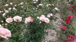 чайно гибридная роза вояж.питомник роз полины козловой, rozarium.biz