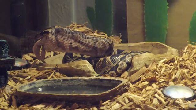 Ball python eats a rat смотреть онлайн