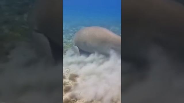 Морская корова(Дюгонь).Редкий житель Красного моря.Марса Алам. Дрим Лагун/DREAM LAGOON MARSA ALAM 5 смотреть онлайн