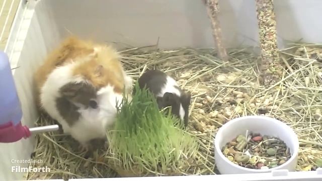 Что должно быть в клетки у Морской свинки