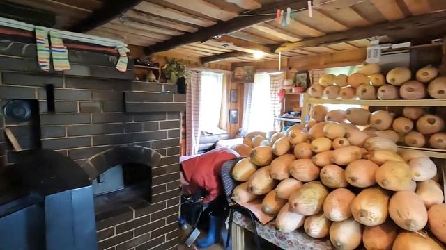 Дары осени -тыква, кормовая свекла.Мотоблоки МТЗ 09Н и NEVA MB2.Часть 1. смотреть онлайн