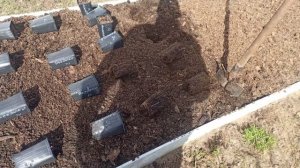 Как сажать княженику.