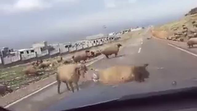 Goat hit toyota camry and bumper brake! смотреть онлайн