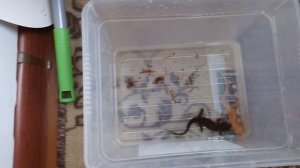 как и чем кормить тритонов