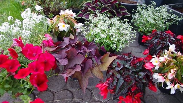 Pflegeleichte Balkonpflanzen SUMMERWINGS für sonnige und schattige Standorte смотреть онлайн