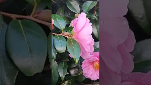 8.01.2024 был заморозок в Ирландии, но камелии 🌸🌸🌸 цветут 🌞🌞🌞 #happy #travel #ireland #holiday смотреть онлайн
