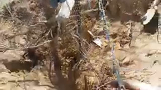 Выкорчевка грецкого ореха с помощью цепной тали смотреть онлайн