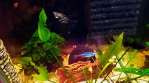 Улитка Спикси, она же Эльф, она же Азолина Спикса. Прожорливые полосатики.  Гроза полей и огородов