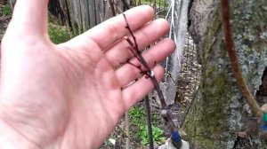 Привой для прививки деревьев | *Цветет на следующий год*