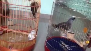 Тимелии белощёкая и серощёкая