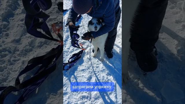 Хвостики в деле🐾🐕🚀