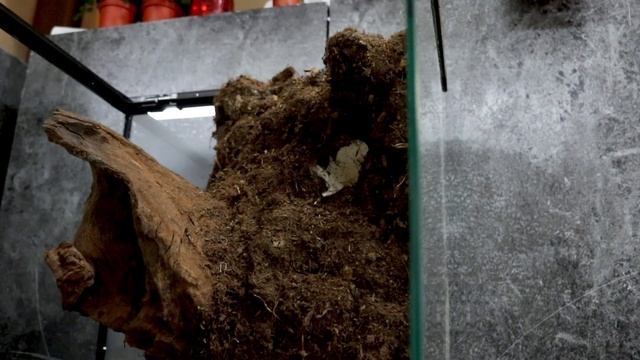 Making of Peacock day gecko setup (Phelsuma quadriocellata) enclosure смотреть онлайн