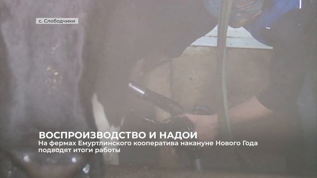 На фермах Емуртлинского кооператива накануне Нового Года подводят итоги работы смотреть онлайн