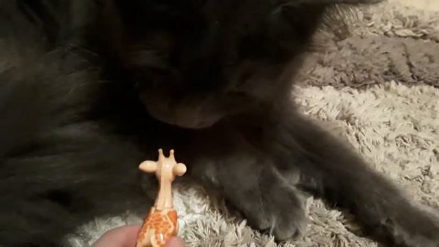 Жираф напал на кошку Мурку!🐈🦒