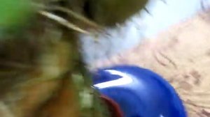 Шомбургкия. 1серия. Осмотр, в чем посажена, уход.