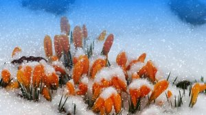 Футаж. Цветы на снегу 5