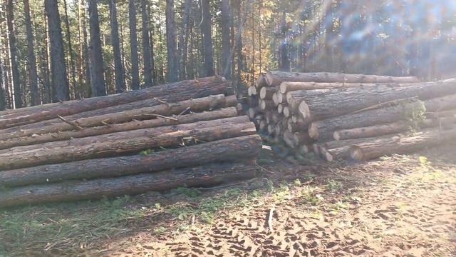 Тяжелая заготовка леса!Мтз на пределе! смотреть онлайн