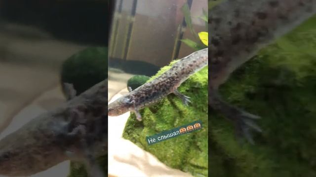 Трехногий аксолотль против гравитации. Three-legged axolotl against gravity. смотреть онлайн