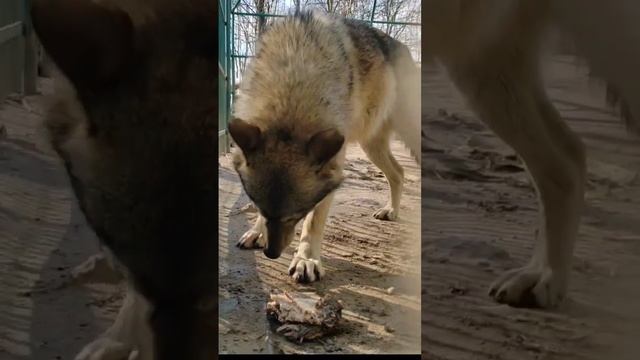 Самый крупный волк в России!? #волк смотреть онлайн