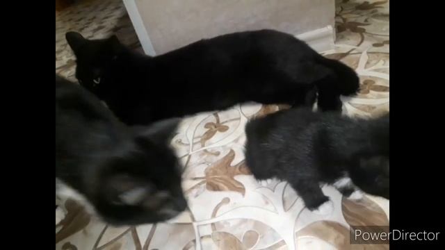 #приколскотом, #смешныекоты2020, #кошки, #котята2020, #сидим_дома СМЕШНЫЕ КОТЫ 2020 смотреть онлайн
