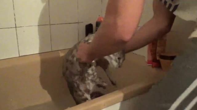 Наши за рубежом моем кота Васю)))) смотреть онлайн