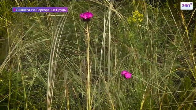 В Подмосковье зацвел альпийский ковыль