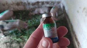 Чем лечить понос у свиней