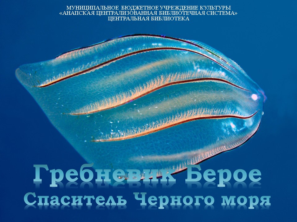 Гребневик Берое. смотреть онлайн