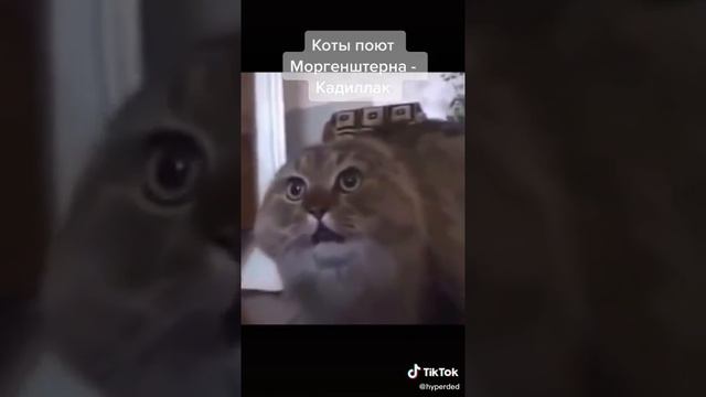 кот поёт моргена! смотреть онлайн