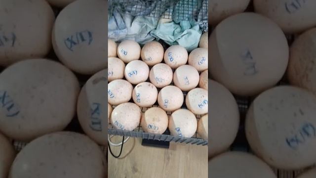 Совместная инкубация индюшиных и куриных яиц. Часть 2 смотреть онлайн