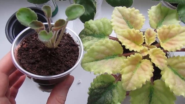 ДЕТКА ФИАЛКИ НЕ РАСТЕТ/ УСКОРЯЕМ РОСТ/ В ЧЕМ УСПЕХ! смотреть онлайн